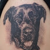 Great Dane