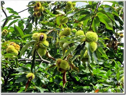 chestnut5 chestnut5