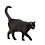 Beware of the black cat!