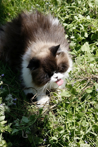 Look at Vivaldi licking and licking the leaves.