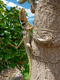 I saw this really cool lizard there in that small town stop in-between. Madagascar6 - 067.jpg