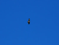 DSC_3387.JPG Photo
