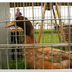 Poultry 013.jpg