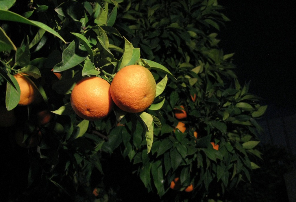 [Oranges%255B5%255D.jpg]