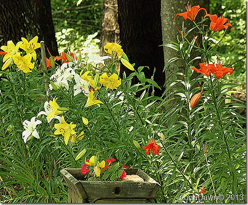 Lilies_WoodlandBed