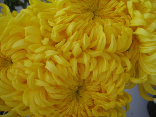 These mums were massive!