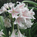 Milk and Wine Lily