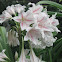 Milk and Wine Lily