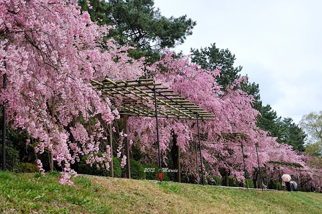 日本 京都 半木之道 櫻