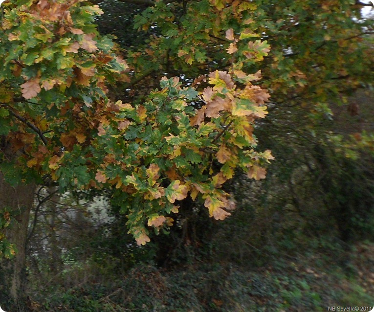 SAM_0004 Oak Leaves SAM_0004 Oak Leaves