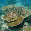 Layers of Coral Overlapping In All Directions - Oak Beach, Australia