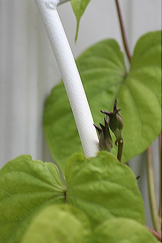 [Moonvine_Buds%255B4%255D.jpg]