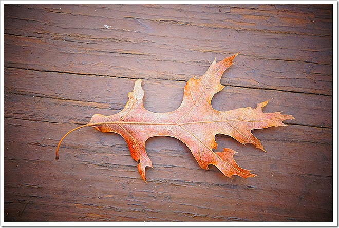 leaves-public-domain-pictures-1 (2) leaves-public-domain-pictures-1 (2)