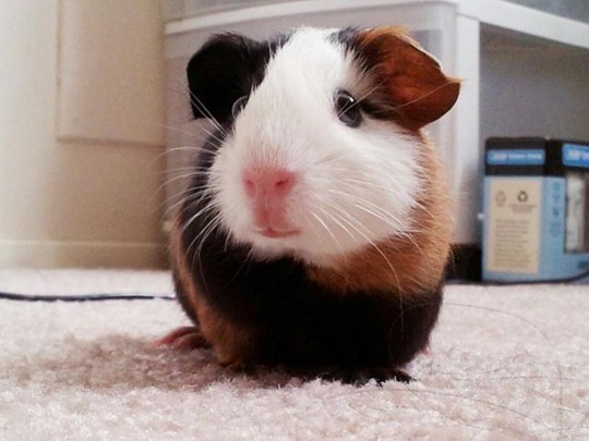 [funny-animals-cute-13%255B2%255D.jpg]