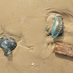 IMG_1872.JPG