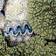 A Giant Clam - Oak Beach, Australia