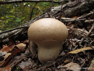Calvatia craniiformis skull-shaped puffball-012 Calvatia craniiformis skull-shaped puffball-012