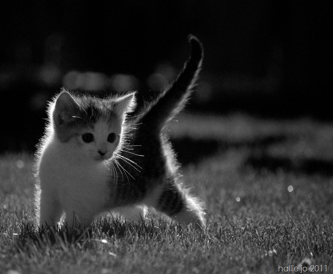 Ewok20bw Ewok20bw