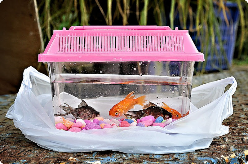 Fish