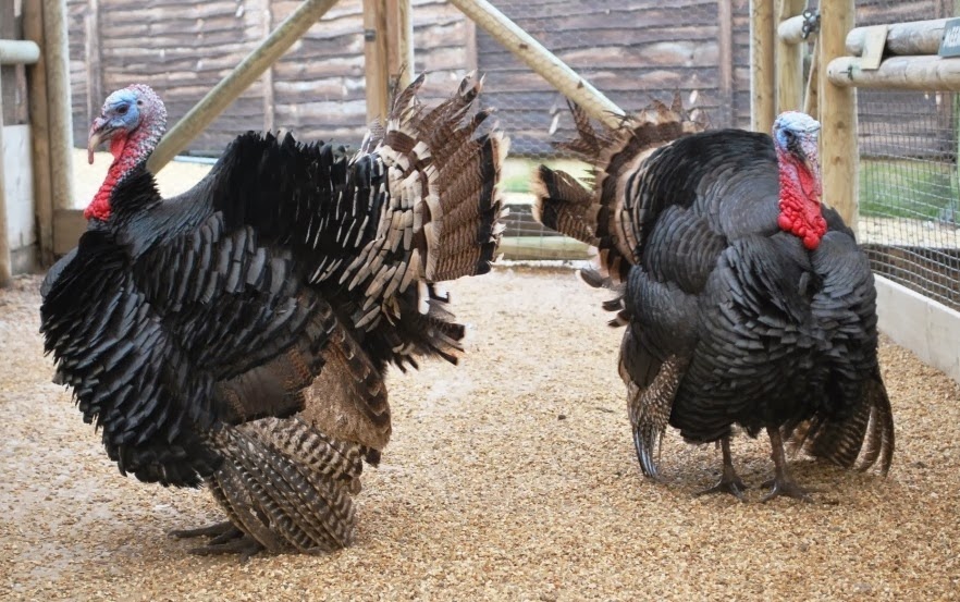 [DSC_0055%255B3%255D.jpg]