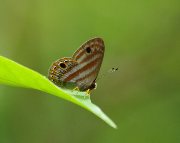 Riodinidae : Euselasia euryone (HEWITSON, 1856). Crique Yaoni (sentier 2) près des Carbets de Coralie, 31 octobre 2012. Photo : J.-M. Gayman
