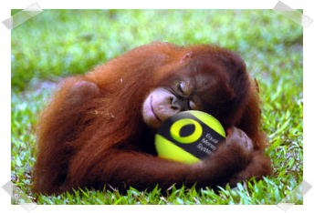 [orangutan-hugging-EMS%2520Equal%2520Money%2520%255B69%255D.jpg]