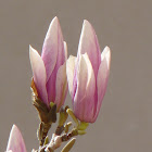 P1030446.JPG