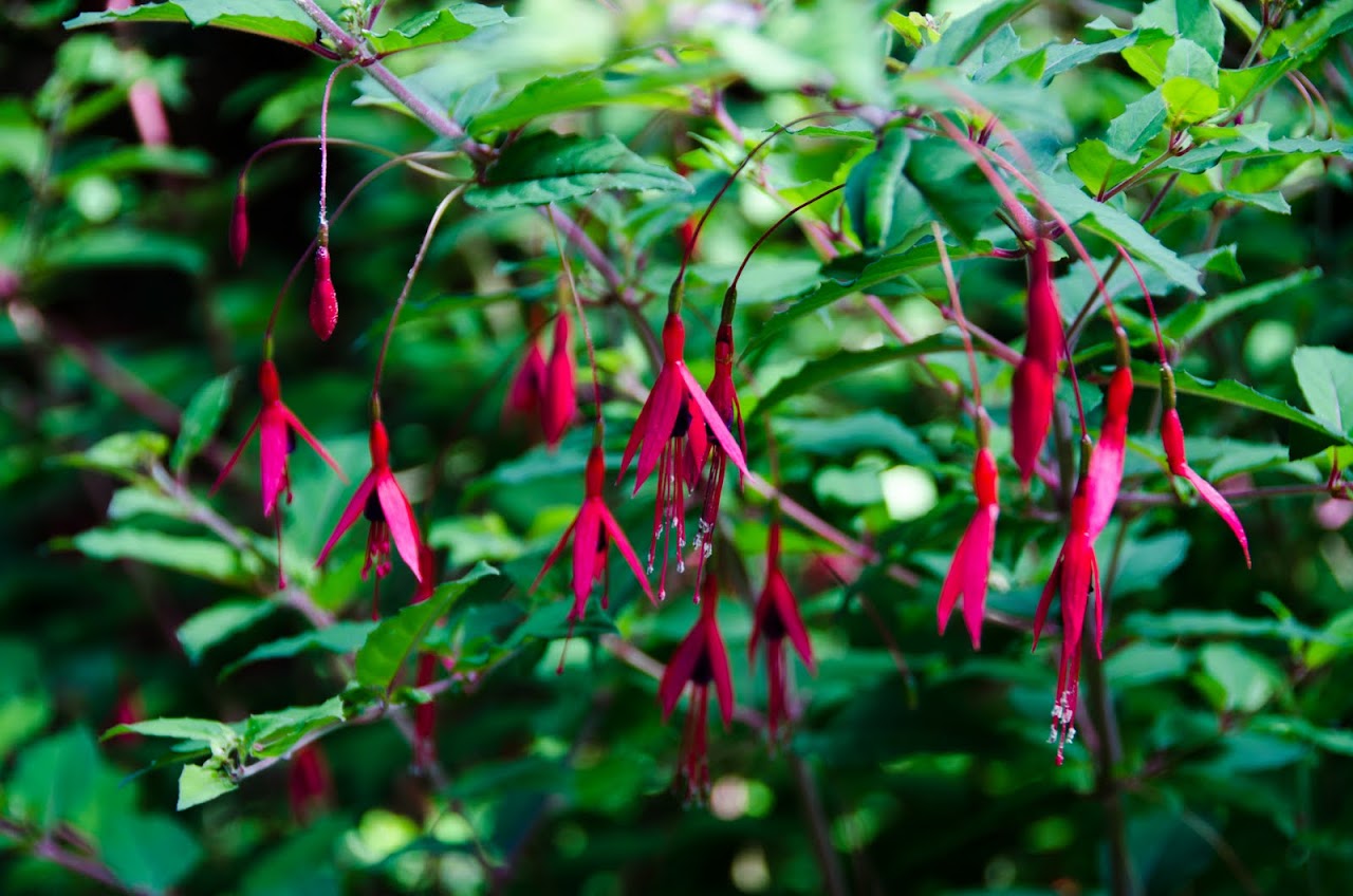 Flowers at Lost Gardens of Heligan