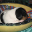 VirguleChiots08 021.jpg