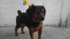 GOLONDRINO macho de aproximadamente 1 año super cariñoso es un poco territorial con los demás perritos de preferencia que sea hijo único, en este momento esta en tratamiento de erlichia (una enfermedad transmitida por un bicho)  esta respondiendo excelente