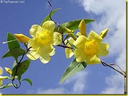 yellow jasmine 2 yellow jasmine 2