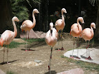 Flamingos at the flamingo habitat at the Flamingo.