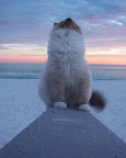 FafiKitty yoga. 