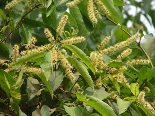 Harad+terminalia+chebula