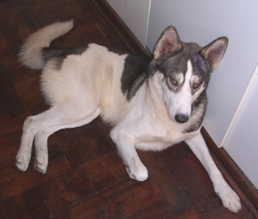ENCONTRADO SISSY.JPG
