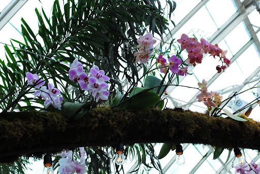 Orchids peeking from above.