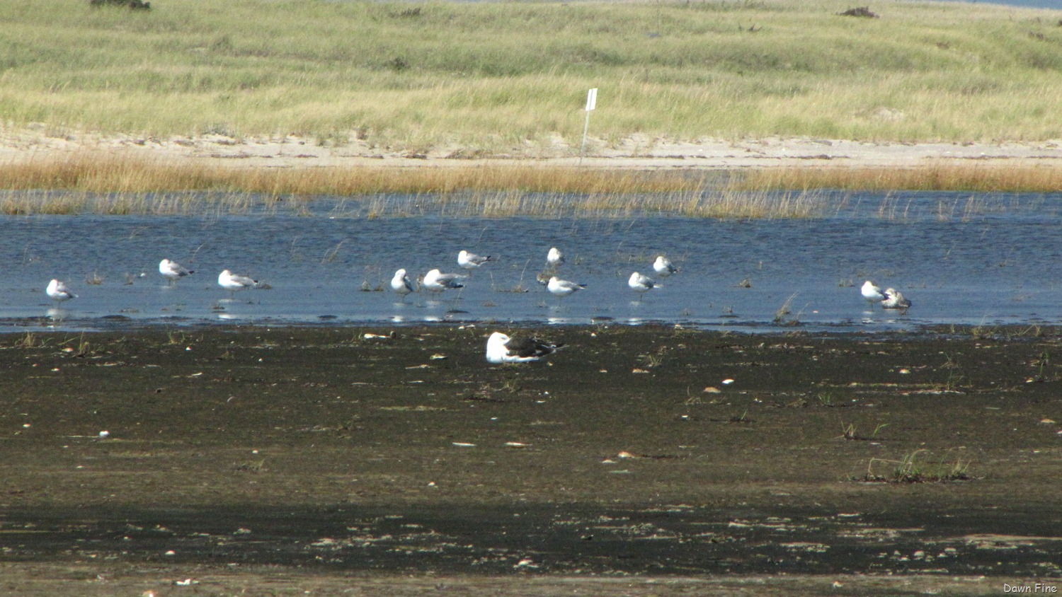 [Birding-south-beach_073.jpg]