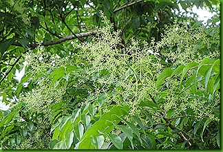 tapereb&aacute; dez09