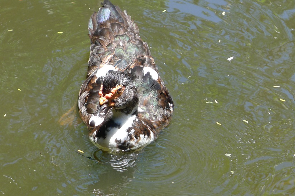 [Goose%2520at%2520Apag%2520Marangle%255B3%255D.jpg]