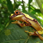 Harlequin Tree frog