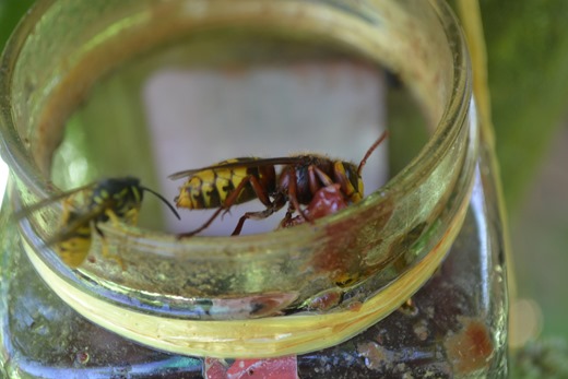 Hornet and the Common Wasp