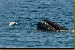 Humpback Whale feeding Humpback Whale feeding