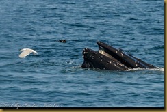 Humpback Whale  feeding