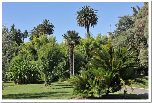 110731_Cycas_revoluta_07 110731_Cycas_revoluta_07