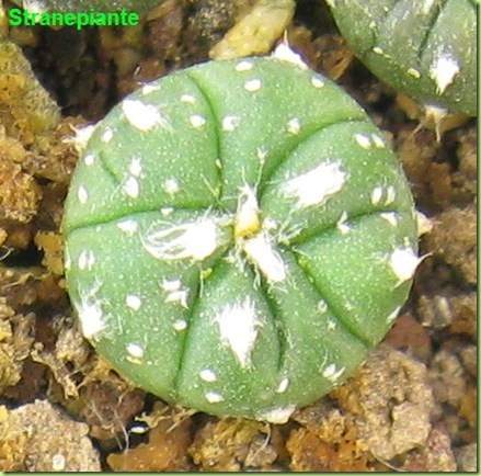 Astrophytum asterias superkabuto ibridi 10 mesi Astrophytum asterias superkabuto ibridi 10 mesi