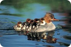 baby duck following mother duck Traumatic Bonding