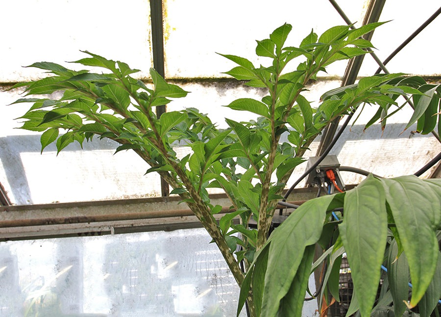 [110625_Amorphophallus-konjac-UCD_02%255B3%255D.jpg]