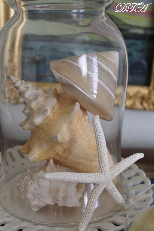 seashells 009