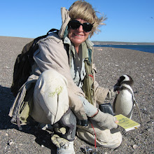 A passion for penguins