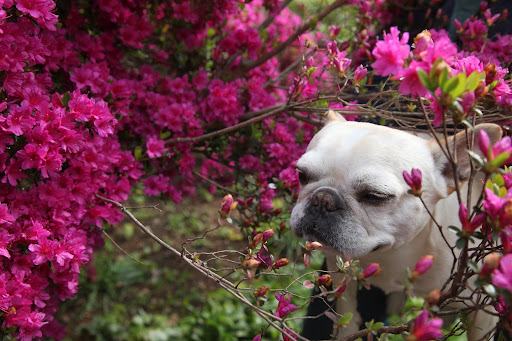 And rhododendron flowers bloom in clusters, while azaleas have just one blossom per stem.